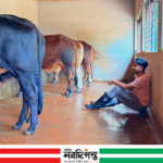 জয়পুরহাটে সন্তানের অনুপস্থিতিতে গরু বিক্রির অভিযোগ