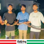 চবিতে ৮ ফুট কিং কোবরা উদ্ধার, আতঙ্কের পর স্বস্তি