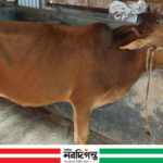 জয়পুরহাটে প্রবাসীর বাড়ির দরজায় শিকল লাগিয়ে গোয়াল থেকে ৫টি গরু চুরি