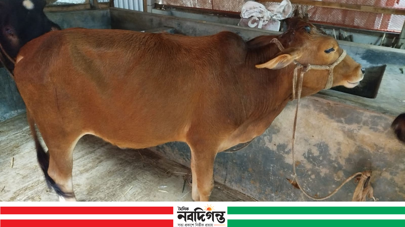 জয়পুরহাটে প্রবাসীর বাড়ির দরজায় শিকল লাগিয়ে গোয়াল থেকে ৫টি গরু চুরি