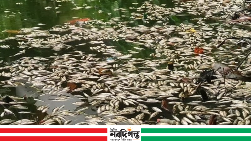 চলাচলের রাস্তা কেটে পুকুর খনন, প্রতিবাদে প্রাণনাশের হুমকির অভিযোগ কুড়িগ্রামে