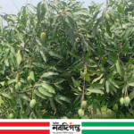 নওগাঁর সাপাহারে আমের ফলন নিয়ে দুশ্চিন্তায় বাগান মালিকরা