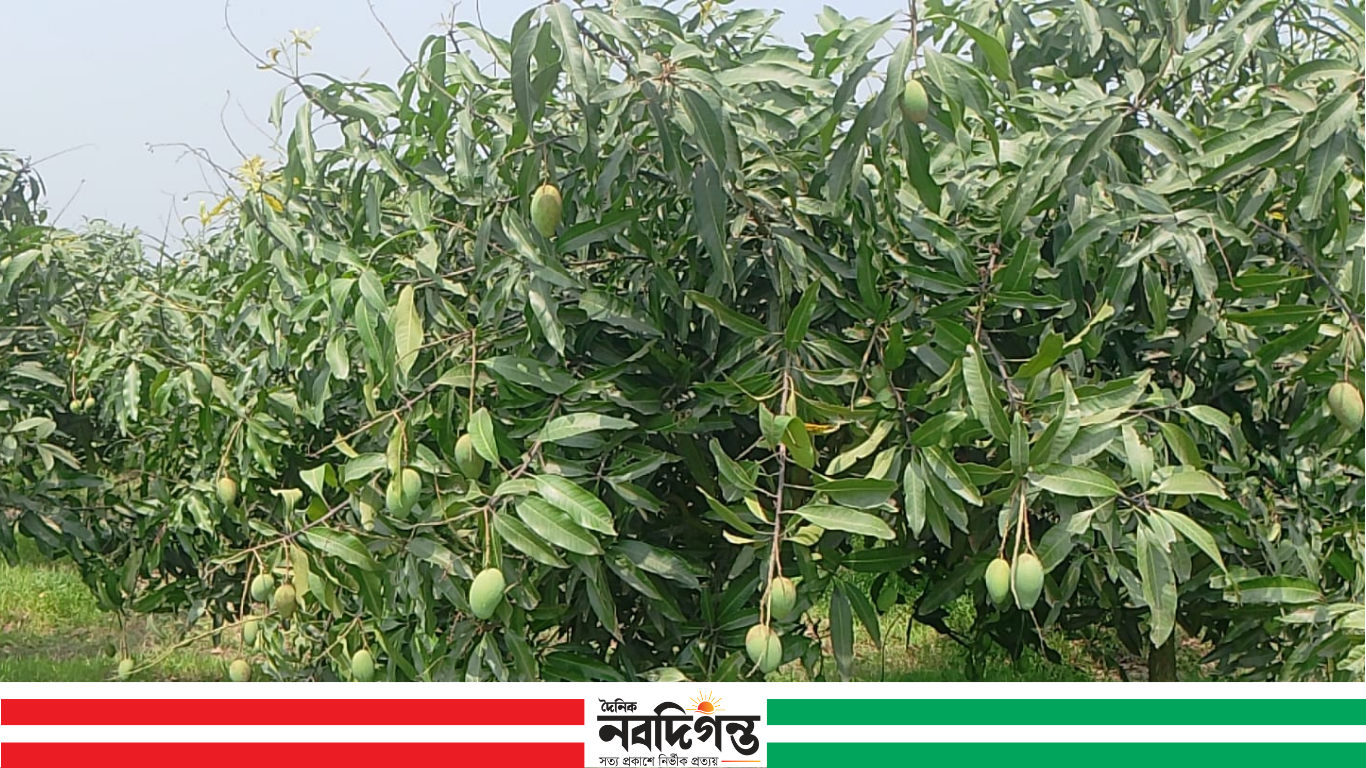 নওগাঁর সাপাহারে আমের ফলন নিয়ে দুশ্চিন্তায় বাগান মালিকরা