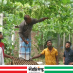 ঠাকুরগাঁওয়ে আঙুর চাষে বদলে যাচ্ছে গ্রাম;বিক্রির আশা ১০০ মণ