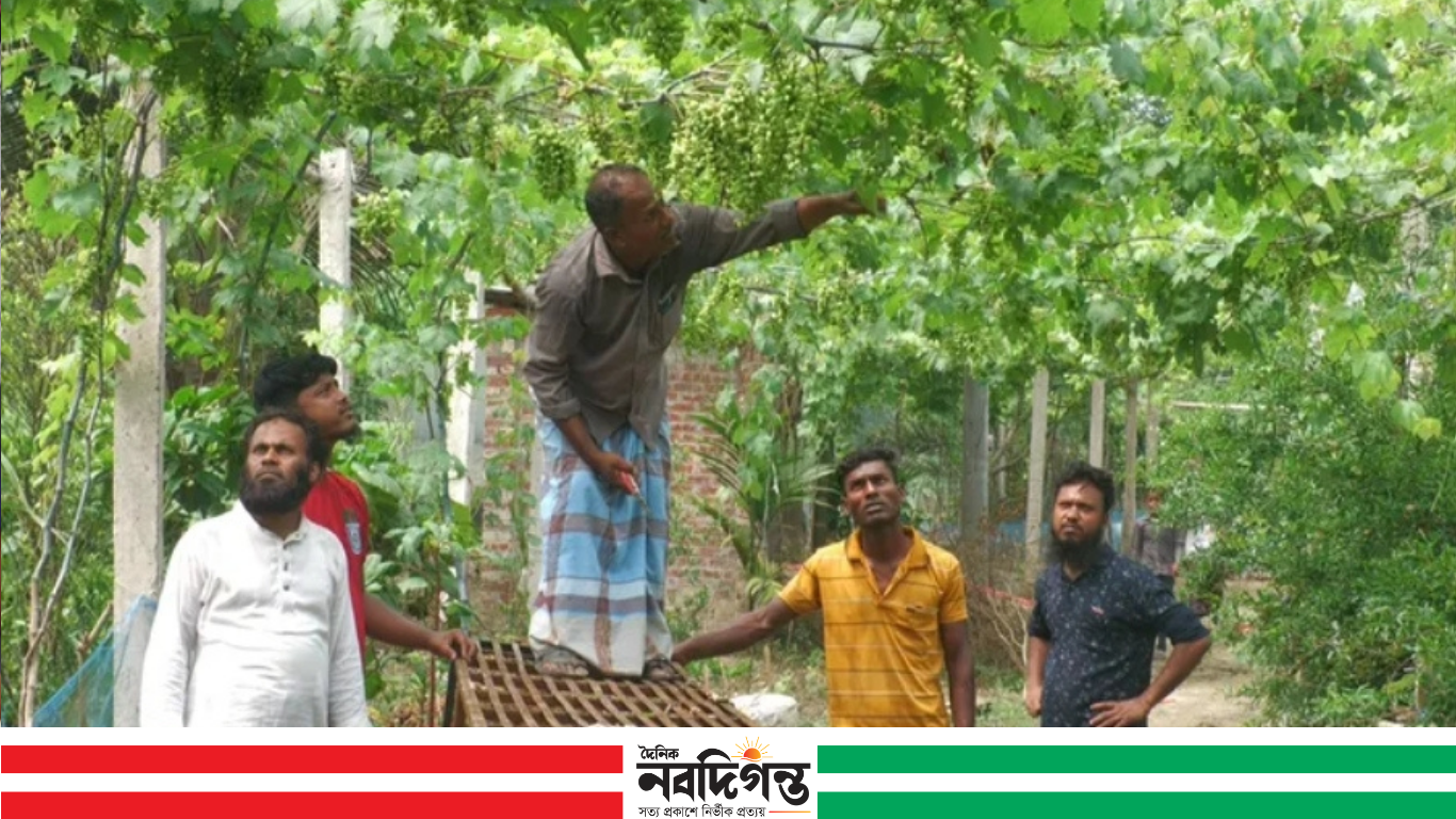 ঠাকুরগাঁওয়ে আঙুর চাষে বদলে যাচ্ছে গ্রাম;বিক্রির আশা ১০০ মণ