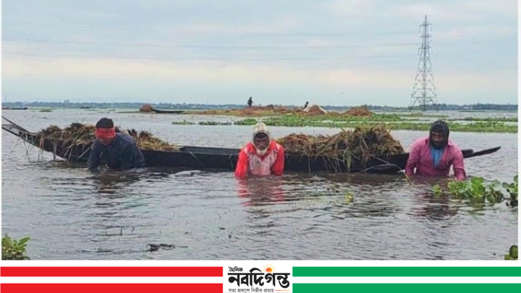 হাওরে বৃষ্টি ও ঢলে তলাচ্ছে বোরো ক্ষেত