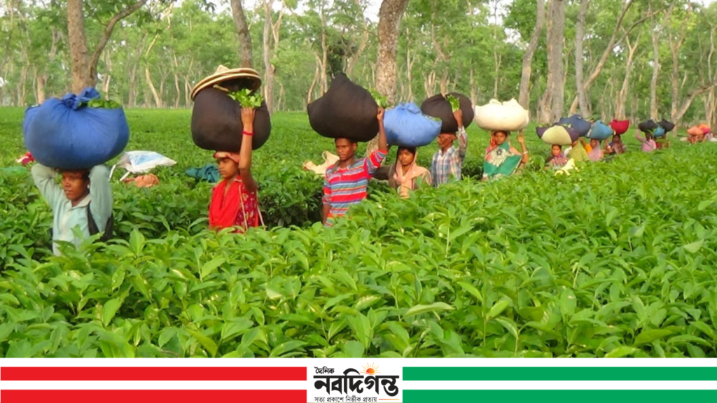 আধুনিক সুযোগ-সুবিধা থেকে বঞ্চিত আসামের চা বাগান শ্রমিকরা
