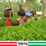 আধুনিক সুযোগ-সুবিধা থেকে বঞ্চিত আসামের চা বাগান শ্রমিকরা