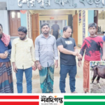 বগুড়ার শেরপুরে গরু চুরি, ৫ চোর আটক