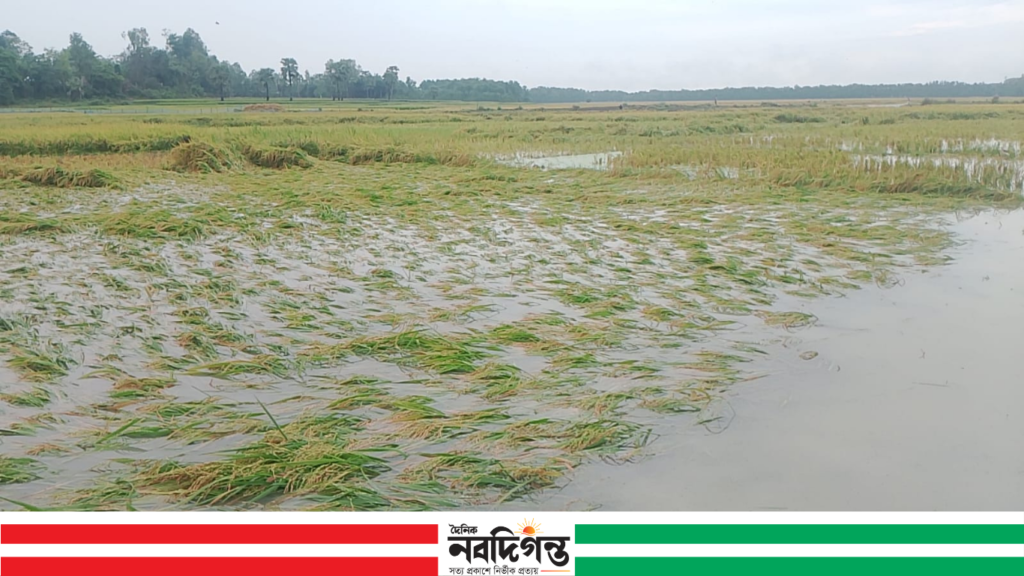 পত্নীতলায় নান্দাশ বিলে আকস্মিক পানি বৃদ্ধি: কৃষকের হাহাকার, তলিয়ে যাচ্ছে কষ্টের ধান