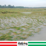 পত্নীতলায় নান্দাশ বিলে আকস্মিক পানি বৃদ্ধি: কৃষকের হাহাকার, তলিয়ে যাচ্ছে কষ্টের ধান