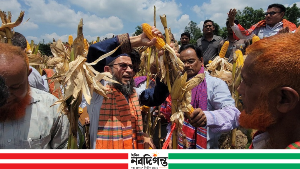 ঠাকুরগাঁওয়ে বিএডিসির ভুট্টা মাঠ দিবস ও ক্রপ কাটিং অনুষ্ঠিত
