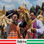 ঠাকুরগাঁওয়ে বিএডিসির ভুট্টা মাঠ দিবস ও ক্রপ কাটিং অনুষ্ঠিত