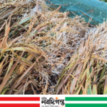 টানা বৃষ্টিতে মাঠেই অঙ্কুরিত কাটা ধান, বাগেরহাটে কৃষকদের দুশ্চিন্তা
