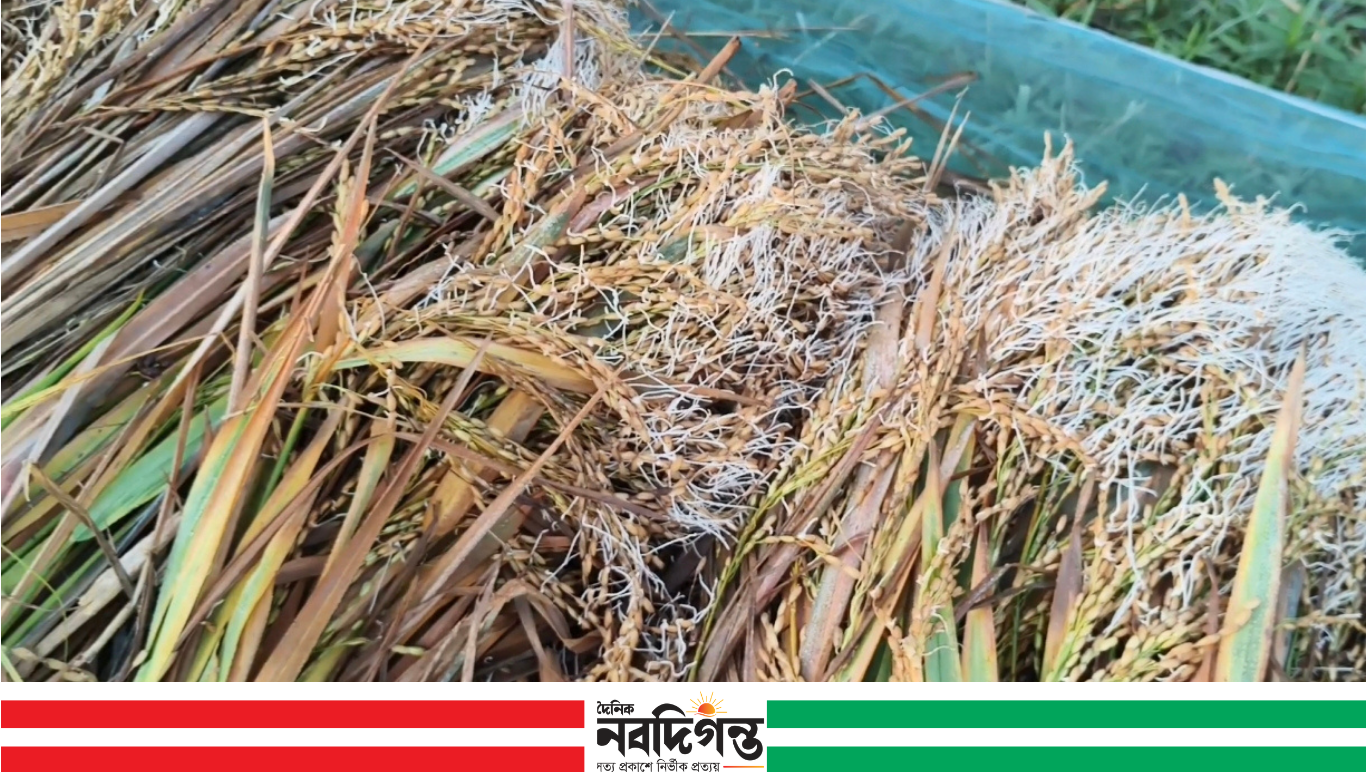 টানা বৃষ্টিতে মাঠেই অঙ্কুরিত কাটা ধান, বাগেরহাটে কৃষকদের দুশ্চিন্তা