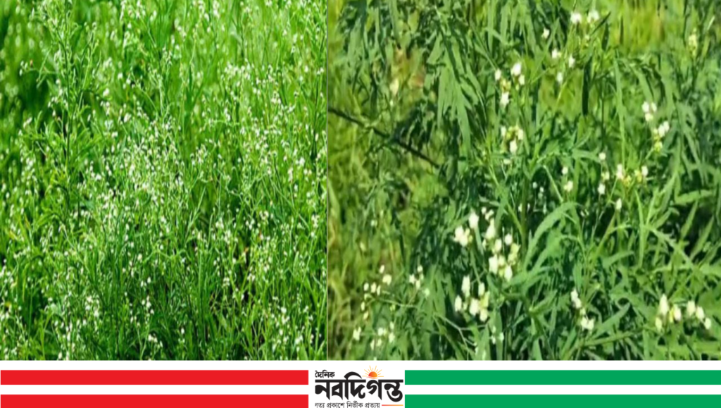 নলডাঙ্গায় বিষাক্ত পার্থেনিয়াম আগাছার বিস্তার, স্বাস্থ্য ও কৃষিতে শঙ্কা