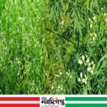 নলডাঙ্গায় বিষাক্ত পার্থেনিয়াম আগাছার বিস্তার, স্বাস্থ্য ও কৃষিতে শঙ্কা