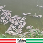 বাগেরহাটে মৎস্য ঘেরে বিষ প্রয়োগের অভিযোগ, ক্ষতি ৪০ লাখ টাকার
