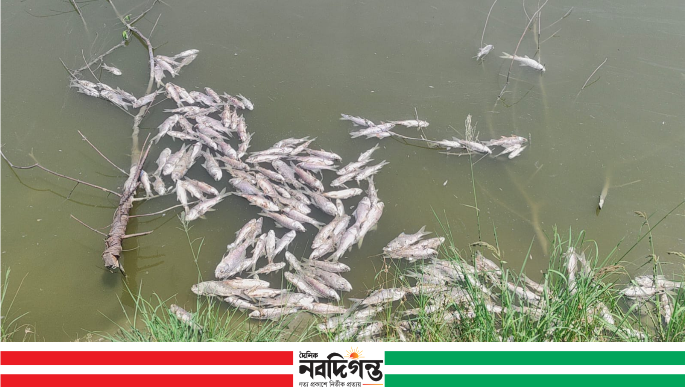 বাগেরহাটে মৎস্য ঘেরে বিষ প্রয়োগের অভিযোগ, ক্ষতি ৪০ লাখ টাকার
