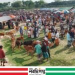 নওগাঁর হাটে গরুর ঢল, তবে দাম নিয়ে ক্রেতা-বিক্রেতার টানাপোড়েন