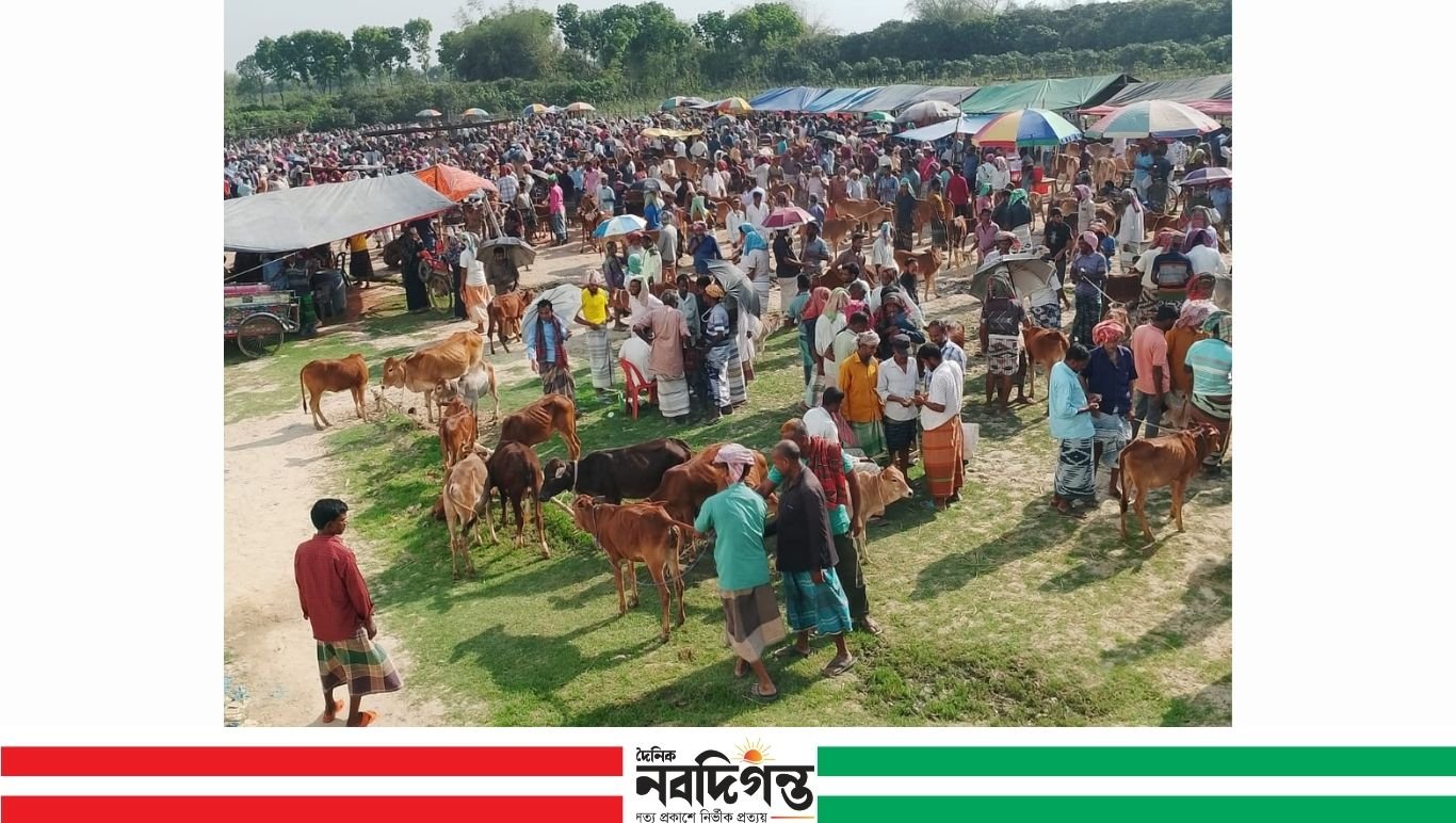 নওগাঁর হাটে গরুর ঢল, তবে দাম নিয়ে ক্রেতা-বিক্রেতার টানাপোড়েন