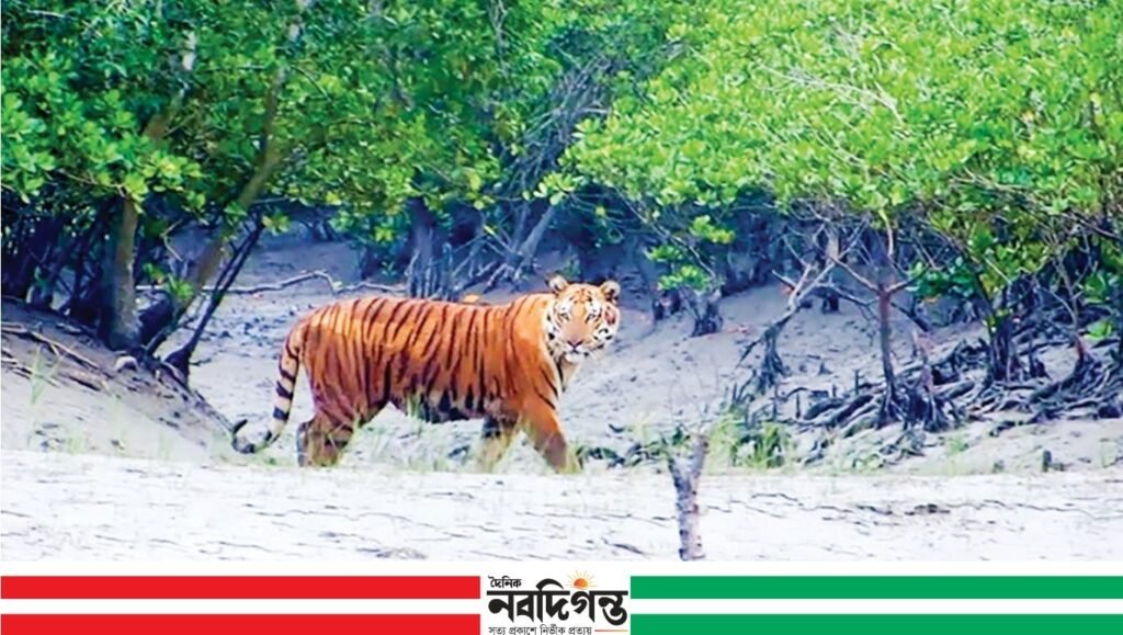 সুন্দরবনের সাতক্ষীরা রেঞ্জ দালাল সিন্ডিকেটের কবলে