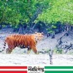 সুন্দরবনের সাতক্ষীরা রেঞ্জ দালাল সিন্ডিকেটের কবলে