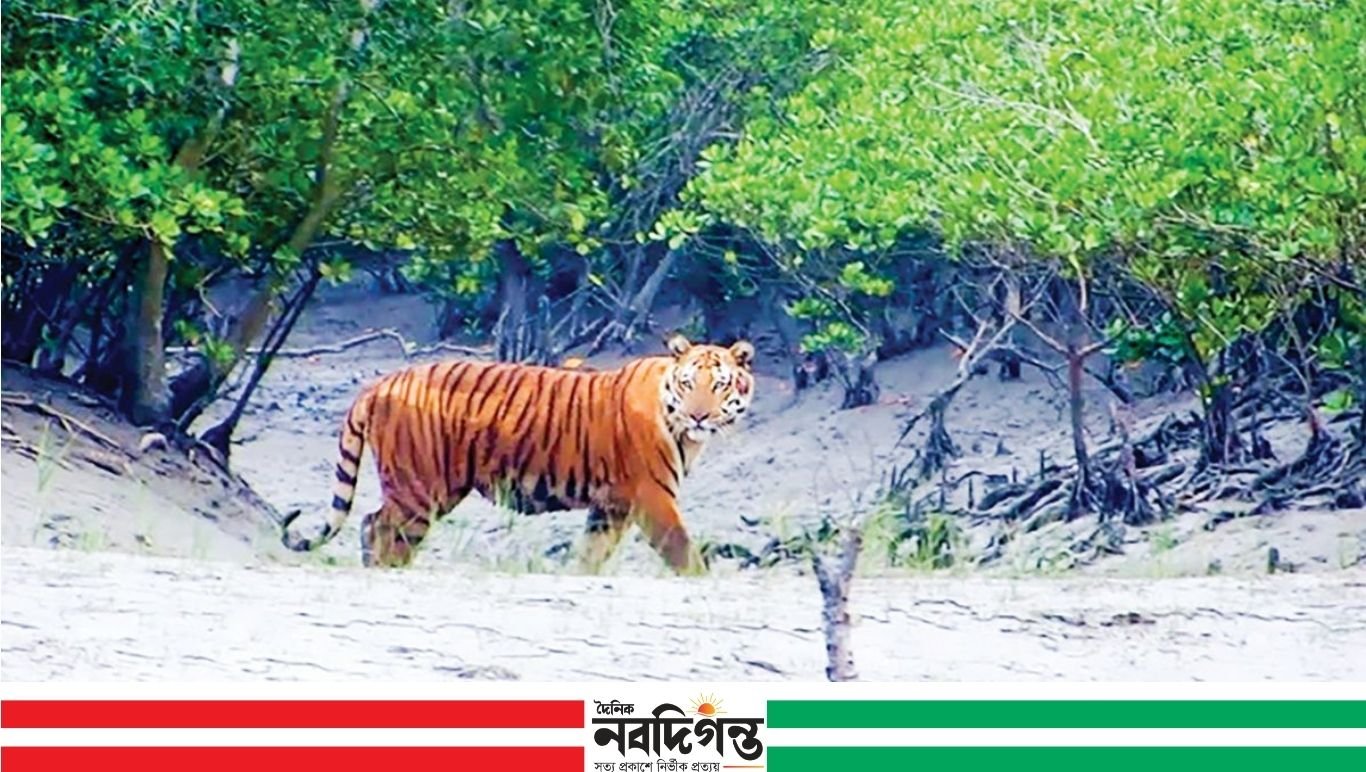 সুন্দরবনের সাতক্ষীরা রেঞ্জ দালাল সিন্ডিকেটের কবলে