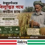 ঠাকুরগাঁওয়ে বিলুপ্তির পথে ঐতিহ্যবাহী কাউন চাষ