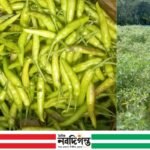 মরিচ চাষে সফল যুবক আতাউর রহমান