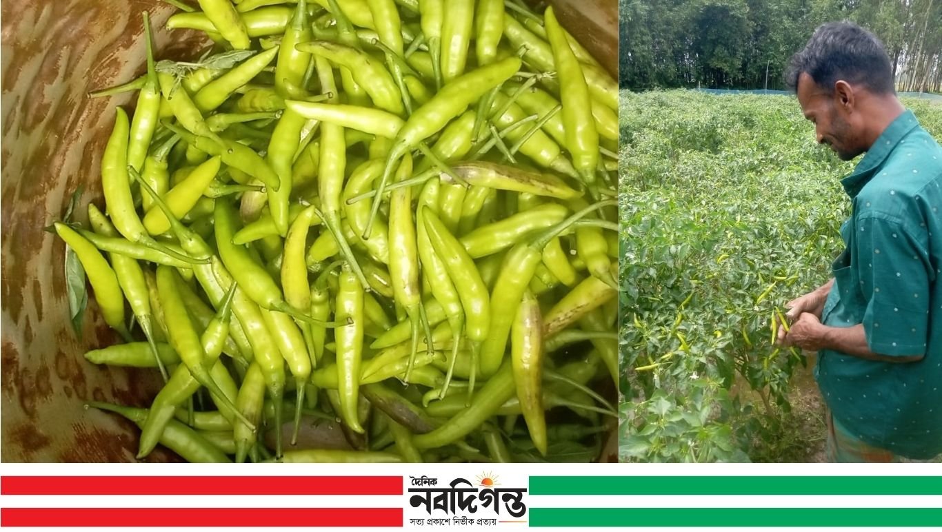 মরিচ চাষে সফল যুবক আতাউর রহমান