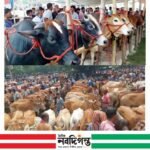 নাসিরনগরে কোরবানির পশুর হাট জমে উঠেছে