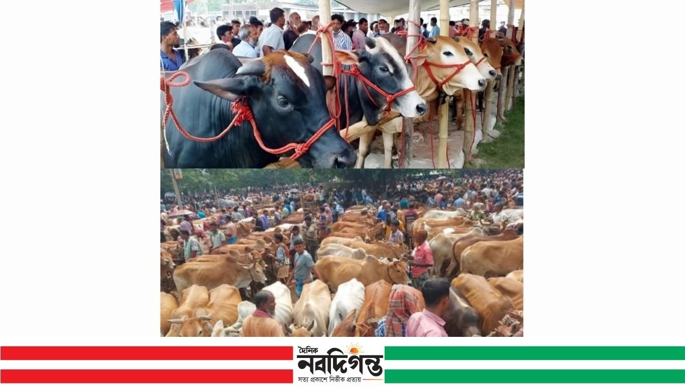 নাসিরনগরে কোরবানির পশুর হাট জমে উঠেছে