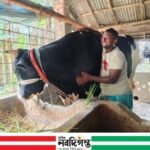 বাগেরহাটে আলোচনার কেন্দ্রে বিশাল গরু ‘কালু’, দাম চাওয়া ১৫ লাখ টাকা