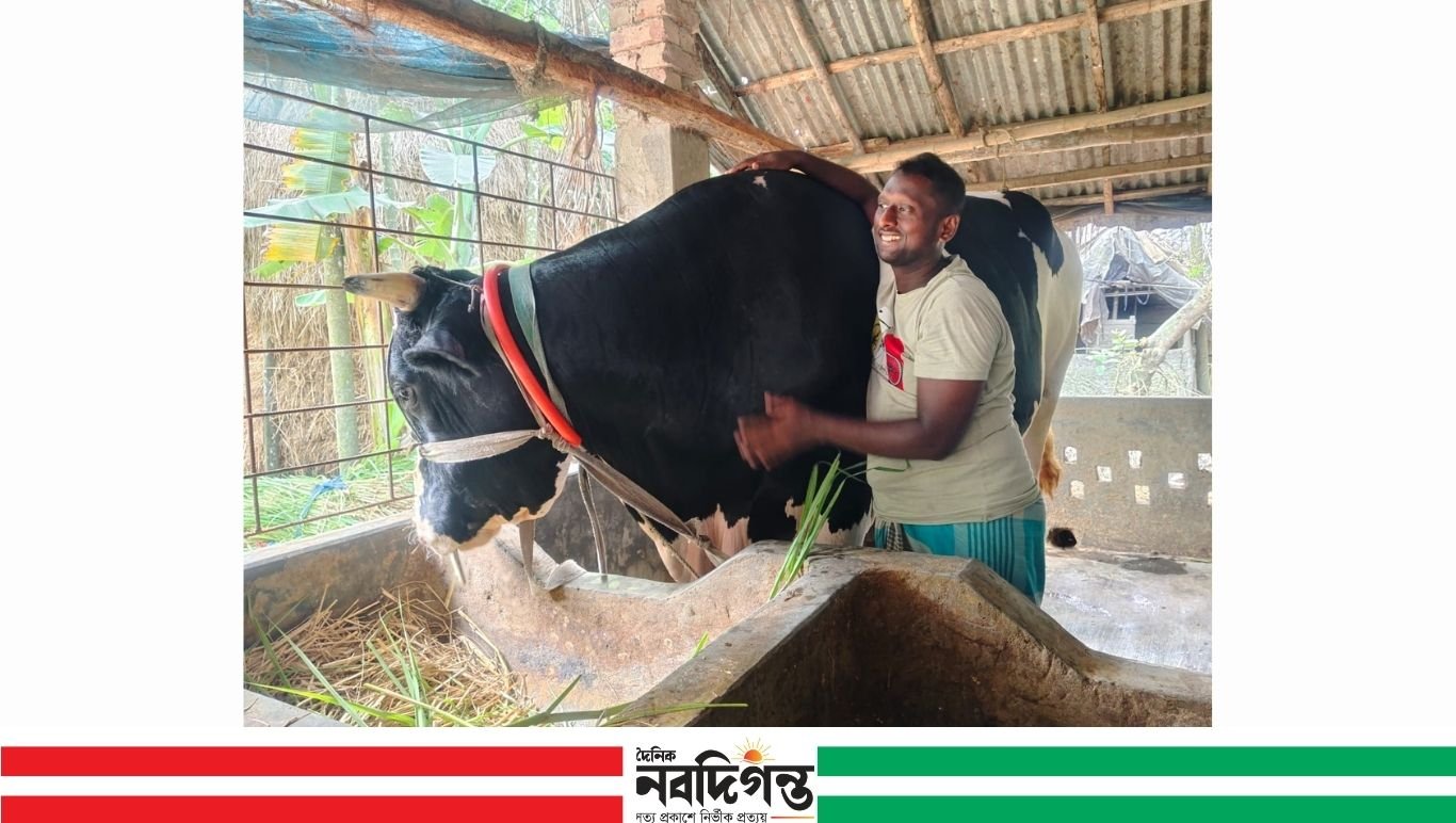 বাগেরহাটে আলোচনার কেন্দ্রে বিশাল গরু ‘কালু’, দাম চাওয়া ১৫ লাখ টাকা