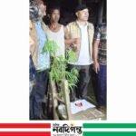 রংপুরে ডিবি পুলিশের অভিযানে ইয়াবা ও গাঁজাগাছসহ একজন আটক