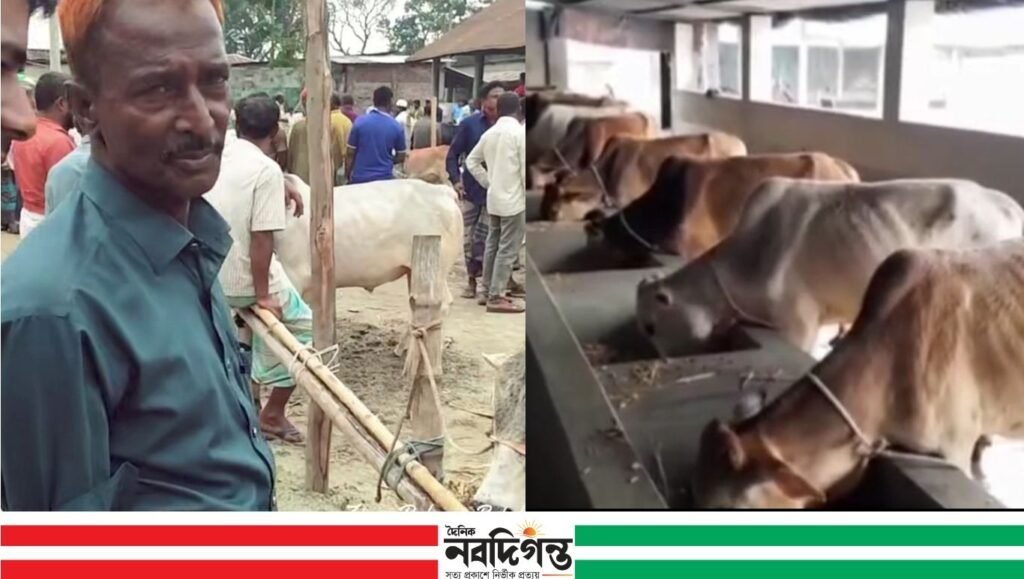 কোরবানির ঈদ ঘিরে ঠাকুরগাঁওয়ের খামারগুলোতে ব্যস্ততা 1 কোরবানির ঈদ ঘিরে ঠাকুরগাঁওয়ের খামারগুলোতে ব্যস্ততা