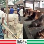 কোরবানির ঈদ ঘিরে ঠাকুরগাঁওয়ের খামারগুলোতে ব্যস্ততা