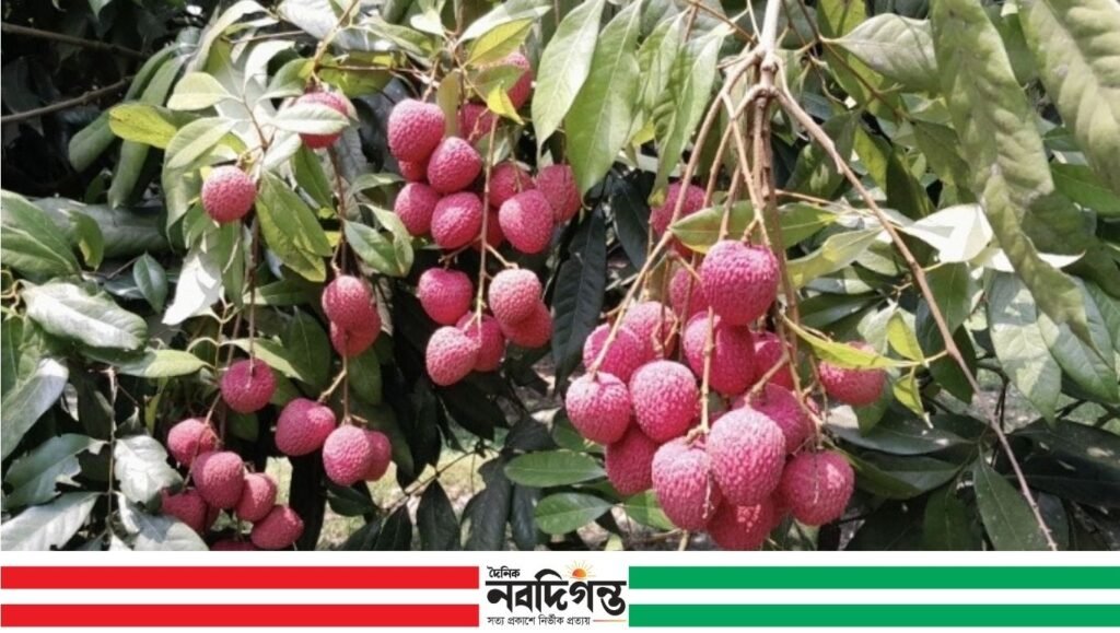 ঠাকুরগাঁওয়ে মৌসুমের শেষভাগে জমে উঠেছে লিচুর বাজার