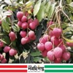 ঠাকুরগাঁওয়ে মৌসুমের শেষভাগে জমে উঠেছে লিচুর বাজার