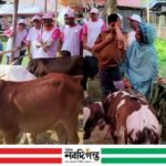 ঠাকুরগাঁওয়ে উন্নত জাতের বাছুর প্রদর্শনী ও খামারিদের পুরস্কার প্রদান