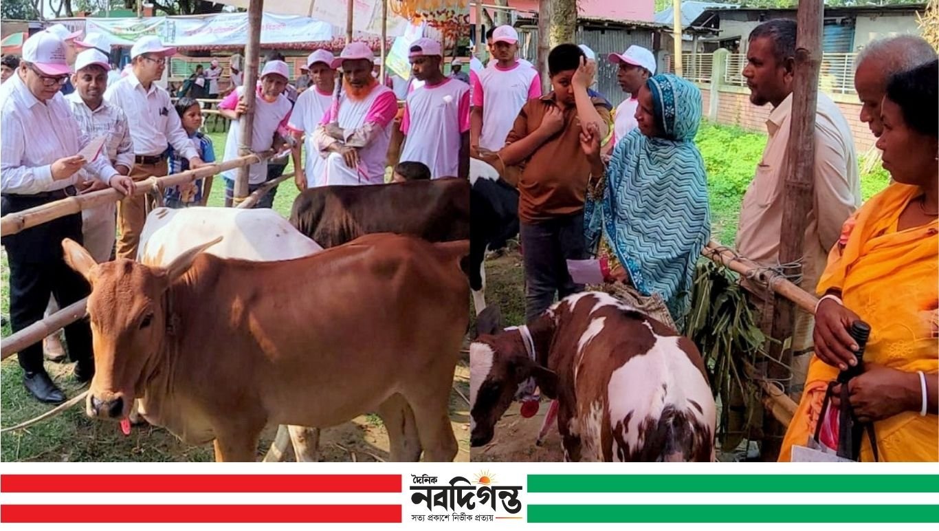 ঠাকুরগাঁওয়ে উন্নত জাতের বাছুর প্রদর্শনী ও খামারিদের পুরস্কার প্রদান