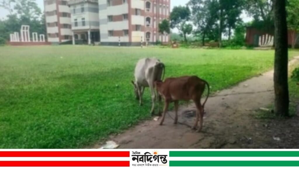 সরকারি উচ্চ বিদ্যালয় ভবনে গোয়ালঘর, গরু পালনের অভিযোগ