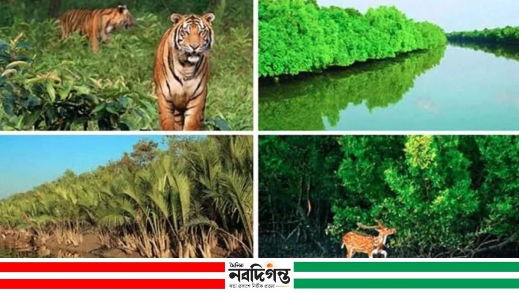 ভেসে আসা বনজ ফল-পাতায় উপকূলের জ্বালানি, হুমকিতে সুন্দরবনের প্রাকৃতিক বনায়ন