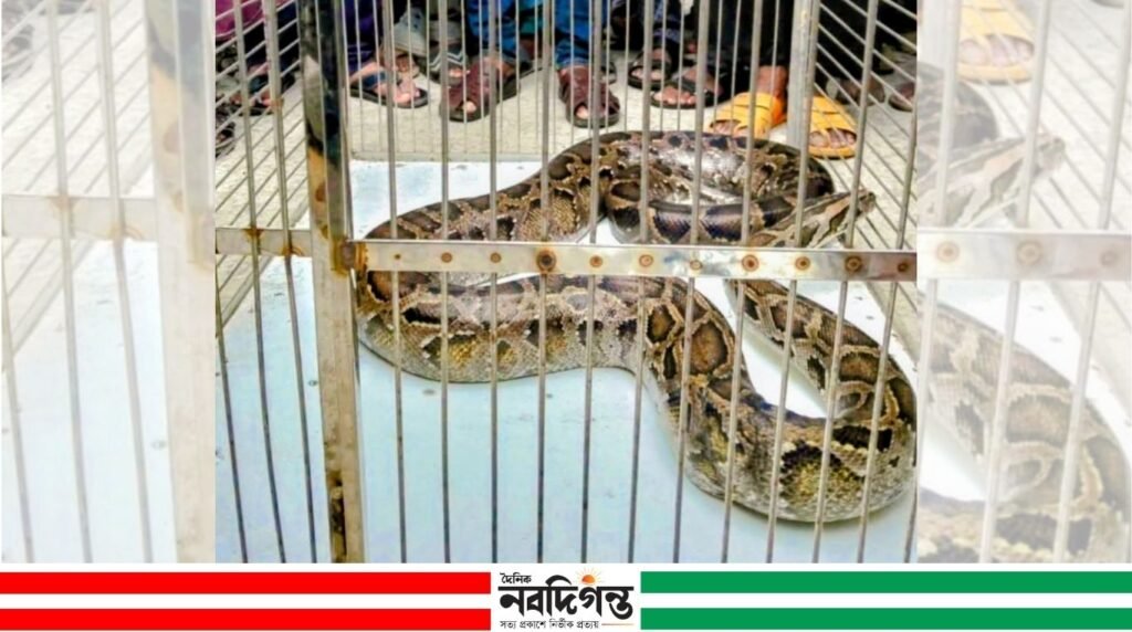 শ্যামনগরে হার্ডওয়্যারের দোকান থেকে অজগর উদ্ধার, পরে সুন্দরবনে অবমুক্ত শ্যামনগরে হার্ডওয়্যারের দোকান থেকে অজগর উদ্ধার, পরে সুন্দরবনে অবমুক্ত