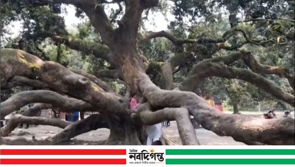 ঠাকুরগাঁওয়ে ২২০ বছরের পুরনো আম গাছ, ফল ধরে লাখ টাকার ঠাকুরগাঁওয়ে ২২০ বছরের পুরনো আম গাছ, ফল ধরে লাখ টাকার