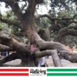 ঠাকুরগাঁওয়ে ২২০ বছরের পুরনো আম গাছ, ফল ধরে লাখ টাকার