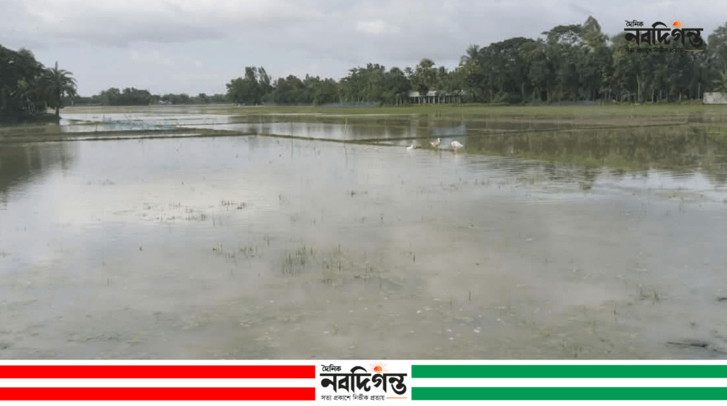 শ্যামনগরে ঝুরঝুরি খালে জলাবদ্ধতা, ক্ষতির মুখে হাজার বিঘা ফসল