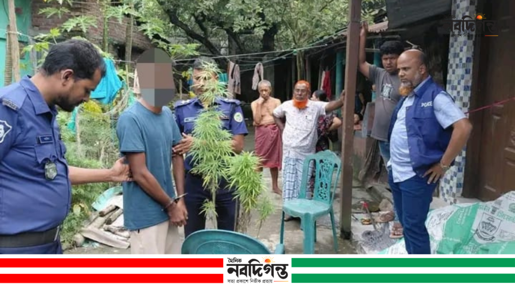 বোরহানউদ্দিনে তিনটি গাঁজা গাছ উদ্ধার, যুবক গ্রেপ্তার