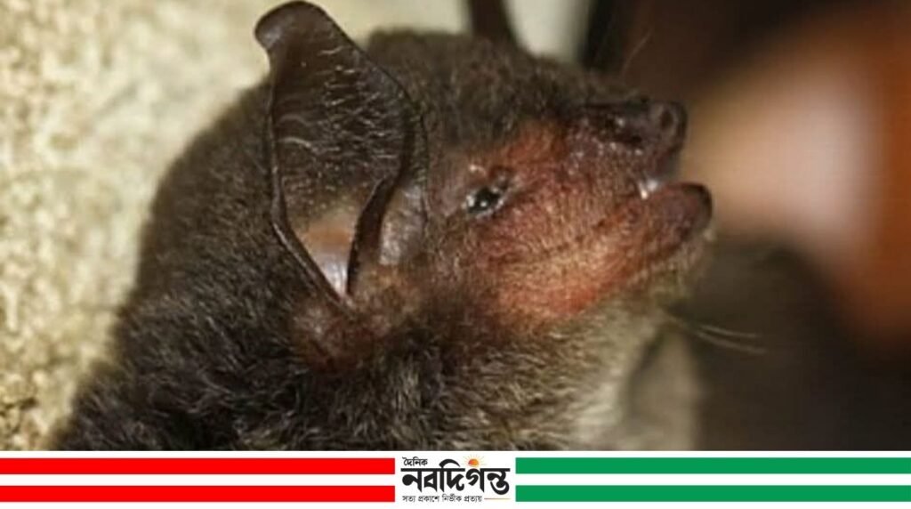 সাতছড়ি জাতীয় উদ্যানে দেশের প্রথম গোঁফওয়ালা বাদুড়ের সন্ধান মিলল